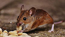 24 Hour & Emergency Exterminators in Kingsburg, CA